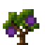 Fig Sapling