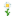 Oxeye Daisy